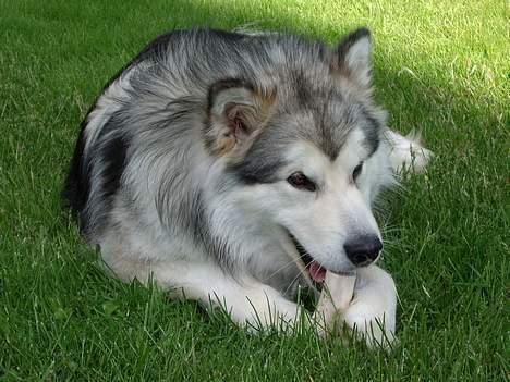 Alaskan malamute unavoq´s cheveyo Cody billede 7