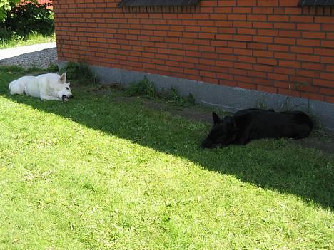 Schæferhund Tessi *død* - Fonzi og jeg ELSKER at gnave på ben!! billede 9