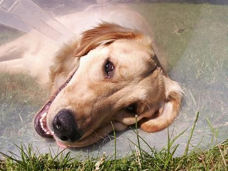 Golden retriever Augustus *Brutus* *R.I.P.* - Brusehovedet med tragt på *ggg* billede 18