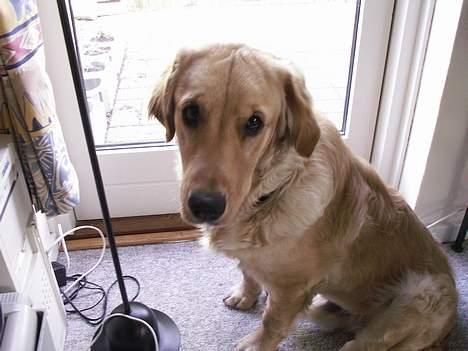 Golden retriever Augustus *Brutus* *R.I.P.* - åhh moar lad mig nu komme ud og lege med den due derude billede 19