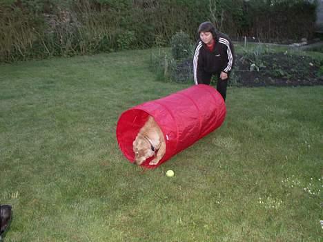 Golden retriever Augustus *Brutus* *R.I.P.* - Jo han løb igennem uden at tøve. billede 20