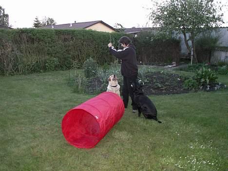 Labrador retriever * R.I.P.* Amy - Vi leger i haven billede 16
