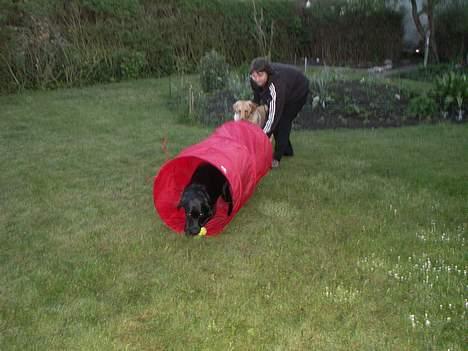 Labrador retriever * R.I.P.* Amy - Amy har ingen skrupler ved at gå i tunlen billede 17