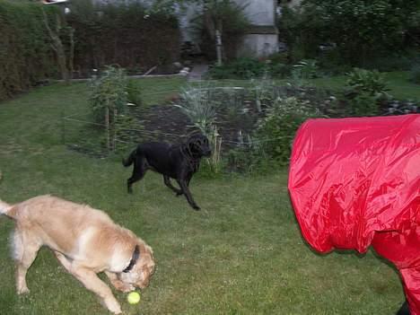 Labrador retriever * R.I.P.* Amy - Nej mor ! Der er snyd!!! billede 18