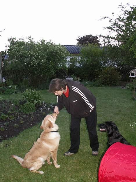 Labrador retriever * R.I.P.* Amy - Ihhh altså jeg sidder lige her Glem dog ham lidt!!! billede 19