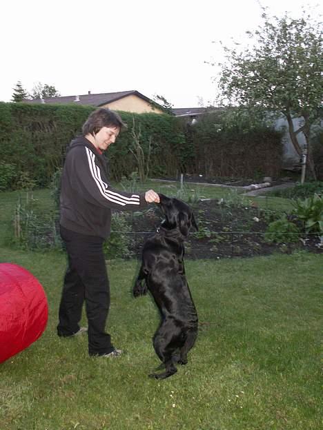 Labrador retriever * R.I.P.* Amy - Amy er begyndt at dog danse i smug billede 20