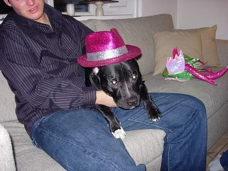 Staffordshire bull terrier Dirty - Når det er nytår, vil du jo også være med. billede 12