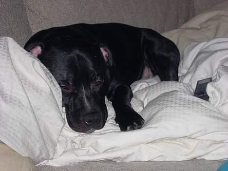 Staffordshire bull terrier Dirty - Mors og fars seng er bedst. billede 13