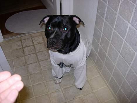 Staffordshire bull terrier Dirty - da du havde været oppe og slås og ikke måtte bide i drænet. billede 14