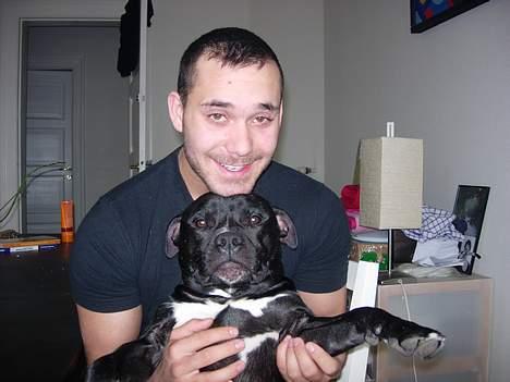 Staffordshire bull terrier Dirty - dig og din far. billede 15