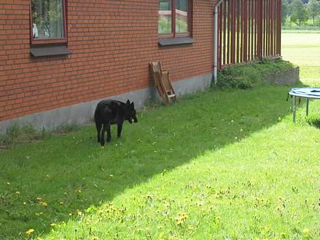 Schæferhund Tessi *død* - Nu går jeg, for jeg vil have mit ben i fred! billede 10