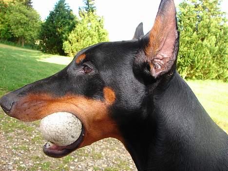 Dobermann Jessie di Altobello *død* - Jessie med hendes yndlingsbold billede 2