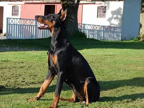 Dobermann Jessie di Altobello *død* - ja jeg kan godt se bolden.... billede 3