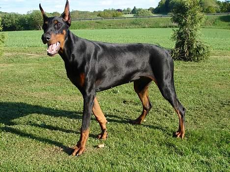 Dobermann Jessie di Altobello *død* - nå hej med jer billede 4