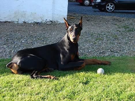 Dobermann Jessie di Altobello *død* - Jeg ligger her min MIN bold billede 5