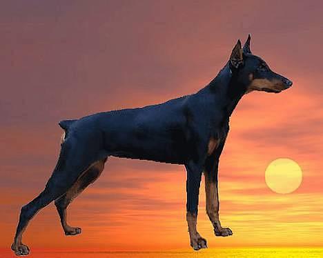 Dobermann Jessie di Altobello *død* billede 6