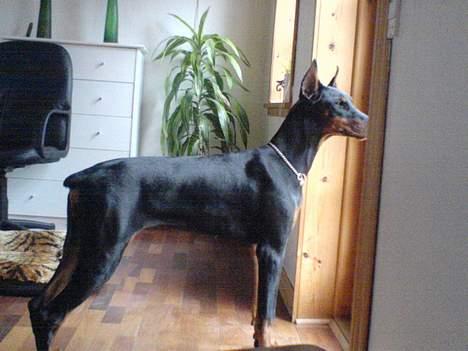 Dobermann Jessie di Altobello *død* - Jessie holder vagt billede 7