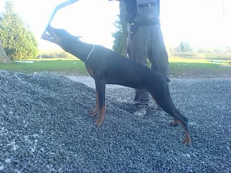 Dobermann Jessie di Altobello *død* - Jessie bliver helt vild når man graver billede 8