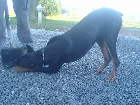Dobermann Jessie di Altobello *død* - Giv mig nu spaden! billede 9