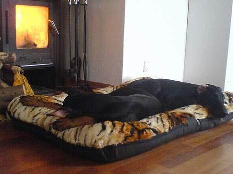 Dobermann Jessie di Altobello *død* - Fuld afslapning foran brændeovnen billede 10