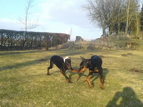 Dobermann Jessie di Altobello *død* - Jessie og Panter leger som altid billede 12