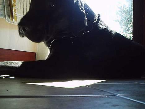 Labrador retriever Max billede 8