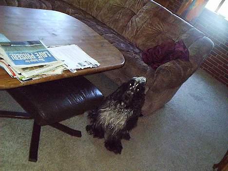 Cocker spaniel Bobby Jr. billede 1