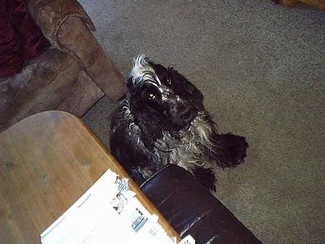 Cocker spaniel Bobby Jr. billede 2