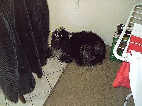 Cocker spaniel Bobby Jr. billede 3