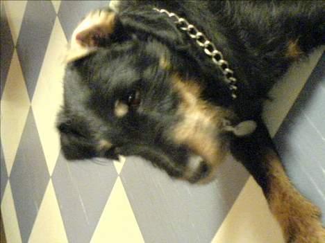 Tysk jagtterrier Dusty billede 1