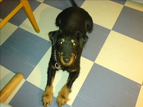 Tysk jagtterrier Dusty billede 2