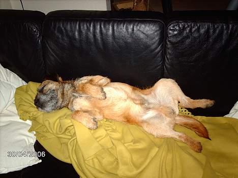 Border terrier Buster Oregon Mortensen - Drømmer om Border hunhund? billede 14