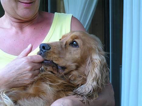 Cocker spaniel Bongo - Far siger jeg er jagthund, men det er nu så hyggeligt at ligge i mors arme billede 1