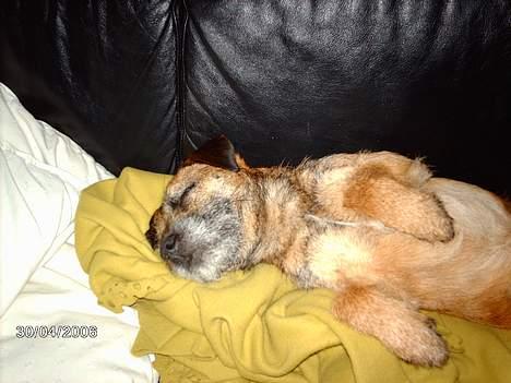 Border terrier Buster Oregon Mortensen - Drømmer stadig om en Border HunHund??? billede 15