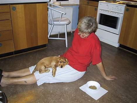 Cocker spaniel Bongo - Mmm, det er så dejligt trygt at ligge hos mor billede 2