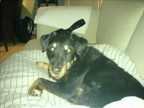 Tysk jagtterrier Dusty billede 3