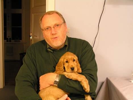 Cocker spaniel Bongo - Og at sidde hos far... er også skønt billede 3