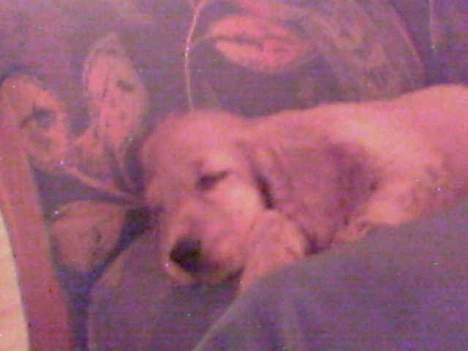 Cocker spaniel Bongo - Det er faktisk hårdt at være hund :o) billede 4