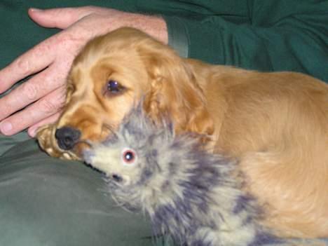 Cocker spaniel Bongo - Her har jeg fanget mit første dyr - nemlig tøjdyret Væsel billede 5