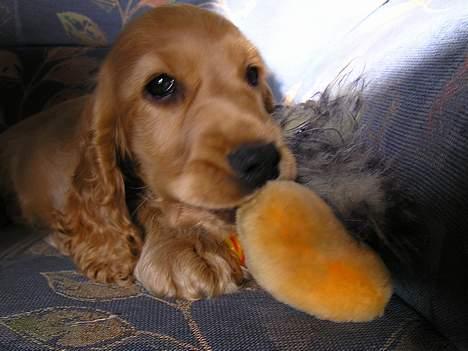 Cocker spaniel Bongo - Mmm det gule dytte kødben er også bare lige sagen billede 6