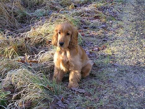 Cocker spaniel Bongo - Jeg elsker at gå tur, her kigger jeg og ser om der skulle komme nogle dyr billede 7