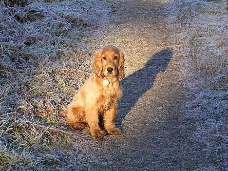 Cocker spaniel Bongo - Kan i se at solen kun skinner på smukke mig ;o) billede 8