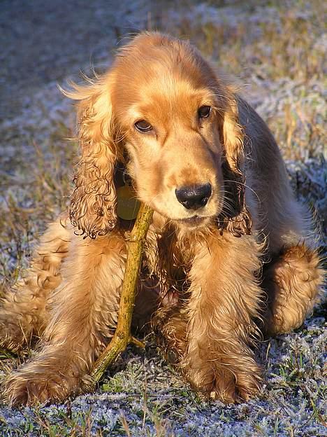 Cocker spaniel Bongo - Hov, fandt lige en god pind at bide lidt i..  billede 9