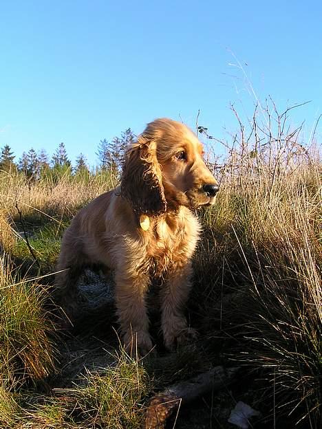 Cocker spaniel Bongo - Åh nej... kommer der nogen...  billede 10
