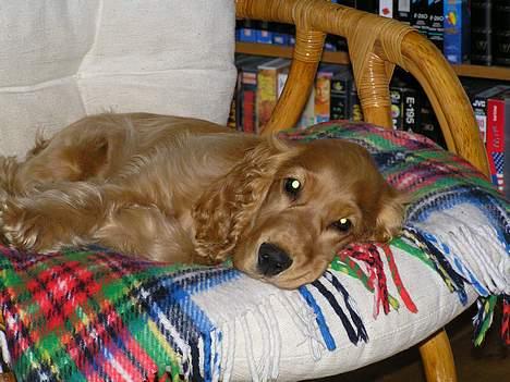 Cocker spaniel Bongo - ups, her må jeg vist egentlig ikke ligge, det er misserne stol billede 11