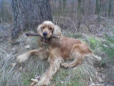 Cocker spaniel Bongo - Her er min far Zimba.. Men han er desværre død nu billede 12