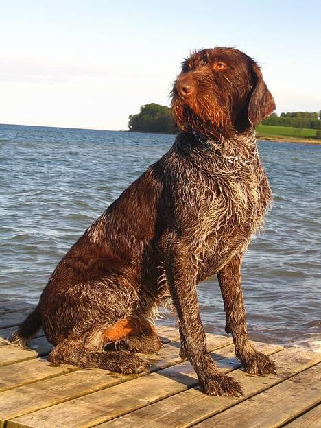 Ruhåret hønsehund Madsen - madsen ikkker på vandet= :D billede 1