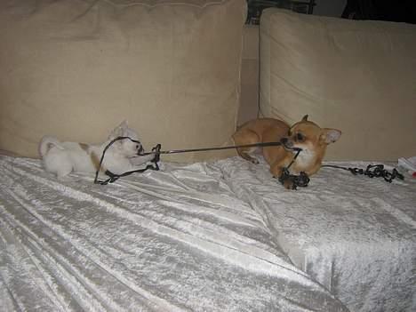 Chihuahua Destiny - Challenge og Destiny leger. billede 15