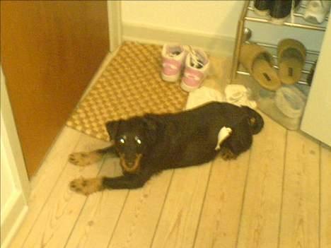 Tysk jagtterrier Dusty billede 4