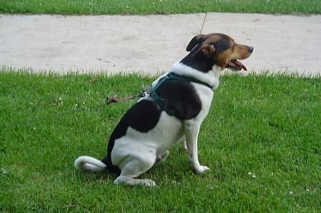 Dansk svensk gaardhund Kvik - sider pænt  billede 9